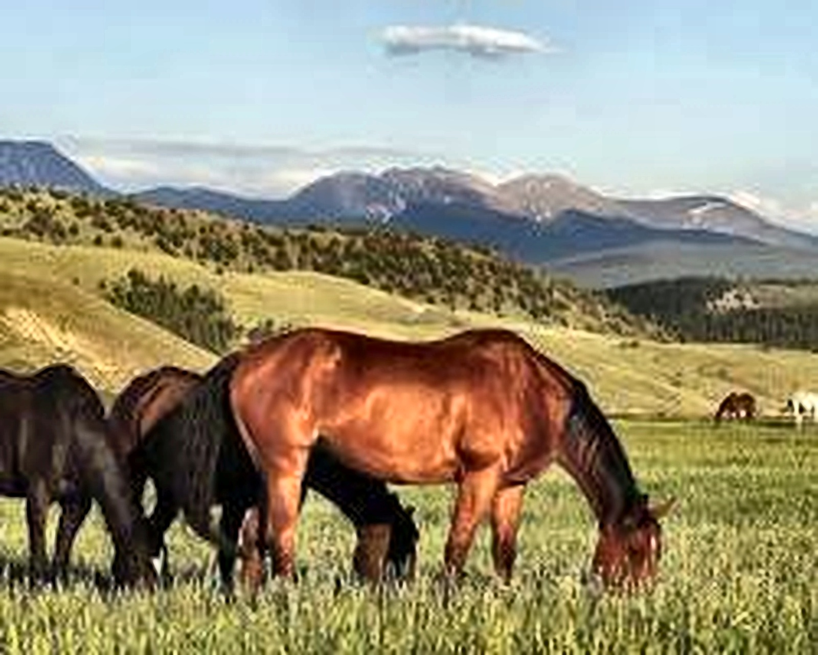 Horses in mountain country